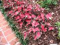 Red Ruffles Caladium / Caladium 